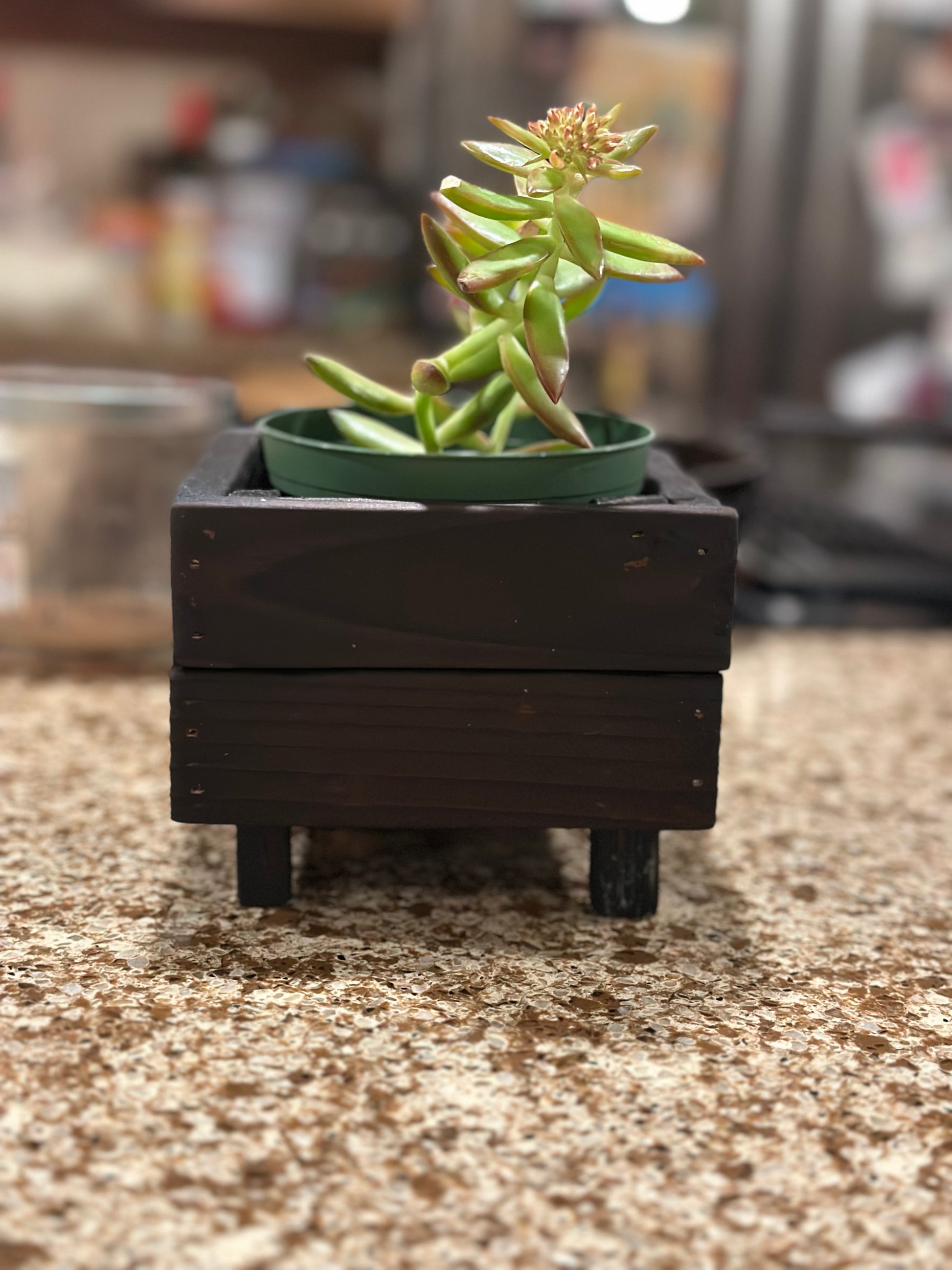 single succulent pot Single Succulent Planter Box