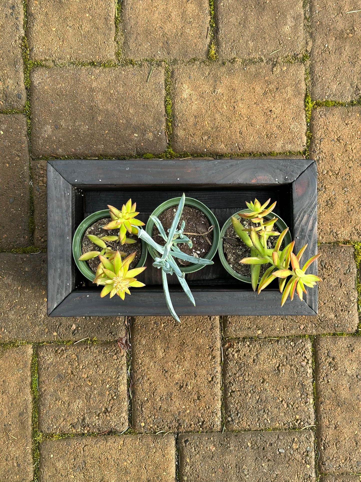 3 Succulent Planter Box