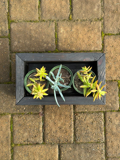 3 Succulent Planter Box