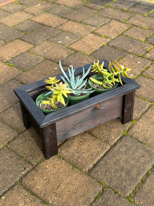 3 Succulent Planter Box